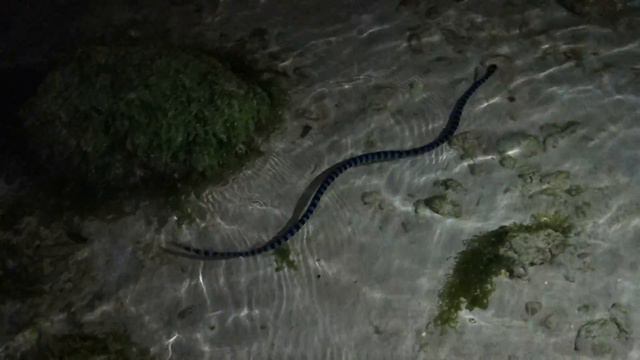 Sea Krait or Banded Sea Snake @ Panglao, Philippines