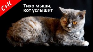 Как кот мышей ловил.