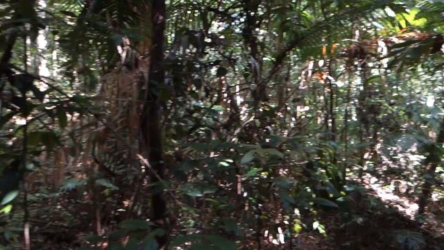 Sound of Jungle (Cicadas) @ Damai, Borneo