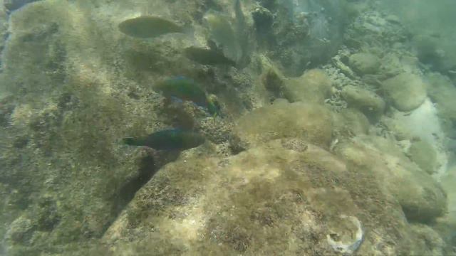 Snorkeling over Coral reef (secret beach) @ Sapi Island, Borneo