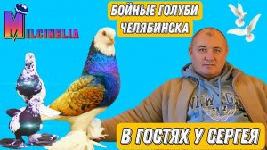 Разговор о голубях. В гостях у Сергея. Есть на продажу голуби. Бойные голуби Челябинска.