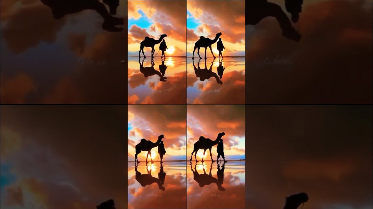 Игра голубей в стиль игры Винтавой. #голуби #pigeon #bird #голубь #голуби смотреть онлайн