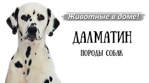 Далматин, далматинец - породы собак.
