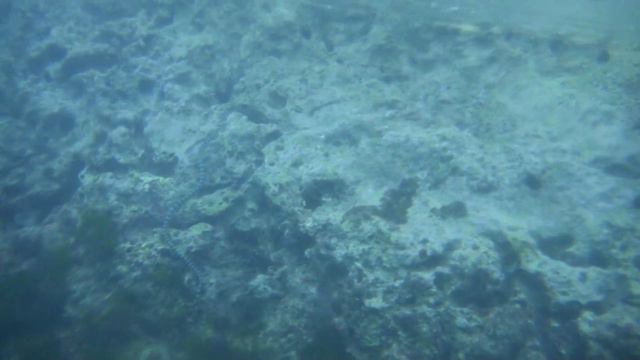 Snorkeling with Sea Krait @ Mactan, Philippines