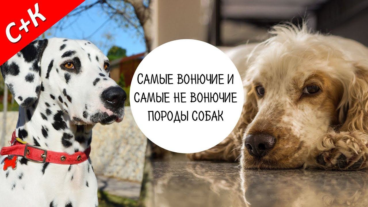 Породы собак с запахом и без запаха.