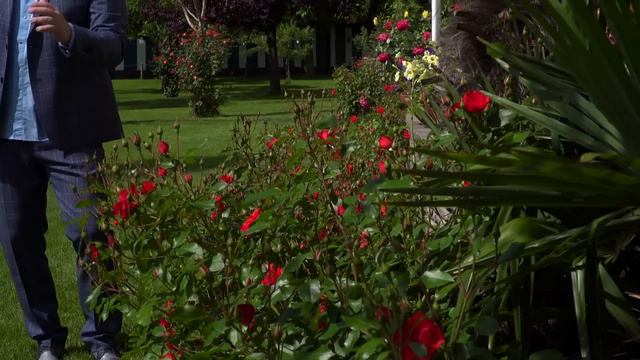 Graziano - Rote Rosen (Musikvideo) смотреть онлайн