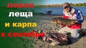 лещи на реке в сентябре
