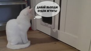 Как коты играют в прятки🙈