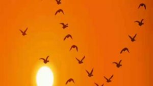 Нашид Идриса Абкара: "Ругающий избранника (пророка) вкусит огонь".