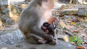 Congratulations! Violet giving birth to newborn baby in this morning, Baby born today on 12/12/2