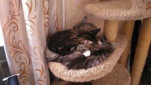 И снова любовь