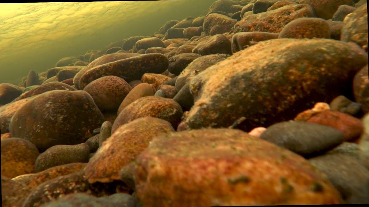 Хариус под водой