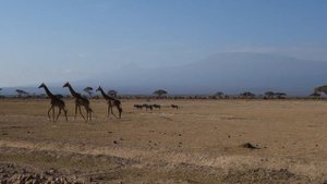 Жирафы и Килиманджаро @ Амбосели, Кения