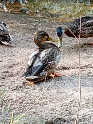 православные