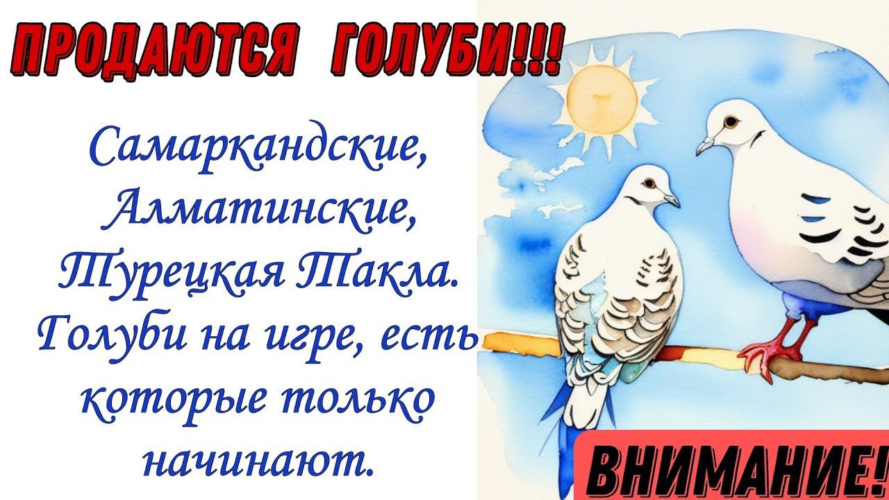 Продаются голуби! #голуби #pigeon #kabootar #kabutar #tauben смотреть онлайн