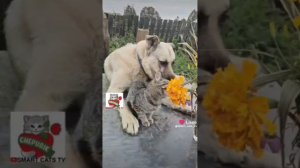 Пёс Бакс и его Самая Любимая и Самая Родная Вербуся 🌞🐶❤️😻💐