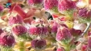 Хрустальная трава (Мезембриантемум кристалический)