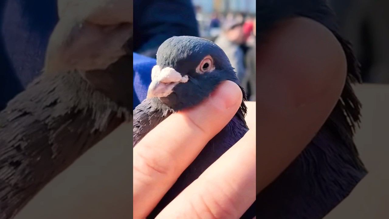 ПРОВЕРКА НА ЧЕСТНОСТЬ САМАРКАНД СИАБСКИЙ РЫНОК #обзор #голуби #базар #самарканд смотреть онлайн