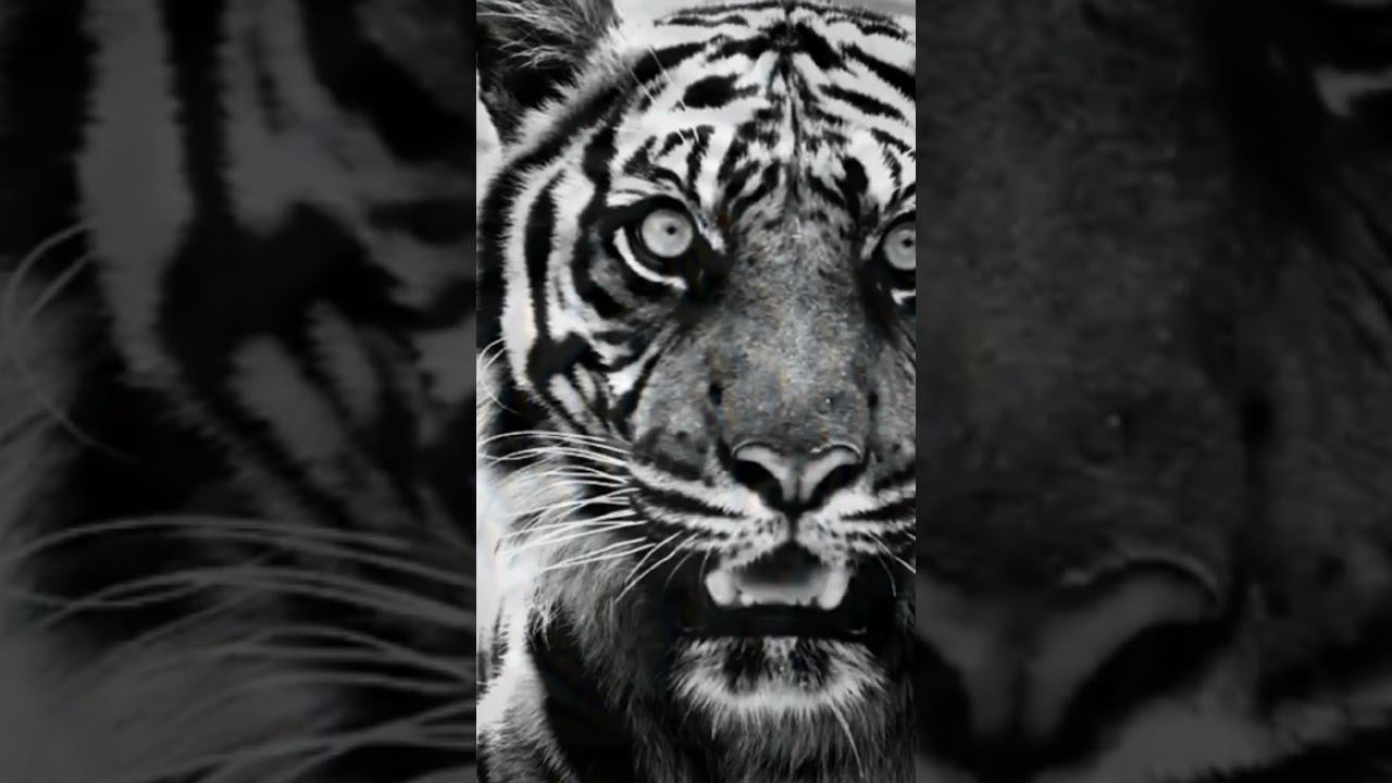 ПАЛАНГ Голуби древнего Самарканда. Одна из старых пород летно-игровых голубей. #голуби #игровые смотреть онлайн