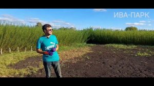 ИВА-ПАРК. ОСЕННЯЯ ПОДГОТОВКА ЗЕМЛИ К ВЕСЕННЕЙ ПОСАДКЕ ИВЫ