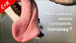 Моя собака вечно голодная, почему?