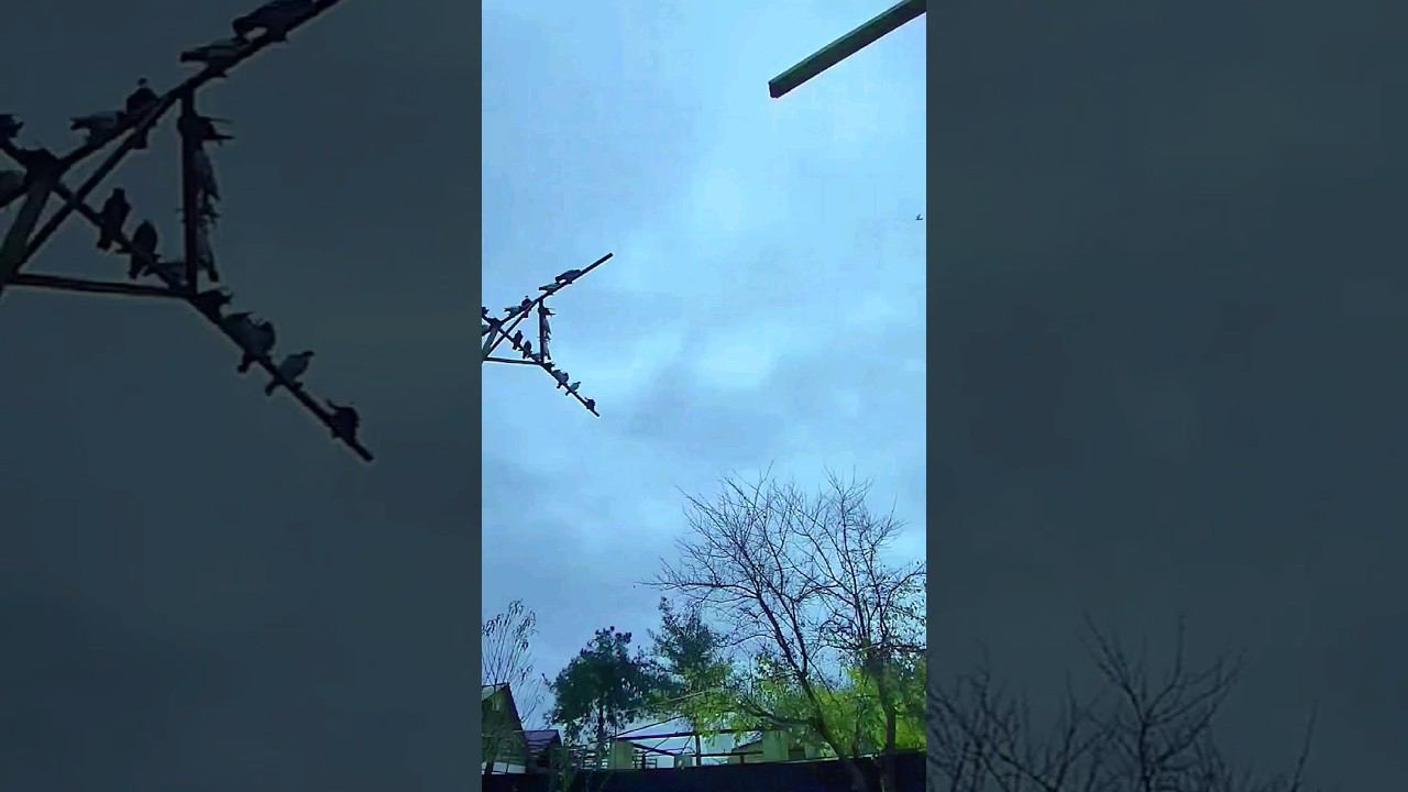 ГОЛУБИ ИСПУГАЛИСЬ ВЗРЫВНАЯ ИГРА ГОЛУБЕЙ #голуби #игровые смотреть онлайн