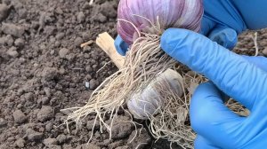 Чеснок посаженный этим способом удивит вас урожаем