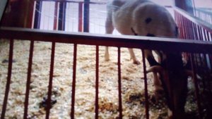 Городская ферма. Айширская корова.