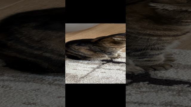 ЧЕССИ🐯СПЛЮ СКОЛЬКО ХОЧУ