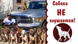 Причины непослушания собаки | Вожак стаи | ДОМИНИРОВАНИЕ | дрессировка собак