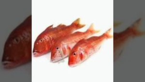 БАРАБУЛЬКА (SHAKA REMIX) - ВОВА СОЛОДКОВ & РУССКИЙ ШАКА