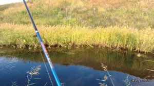 Рыбалка на поппер на очень маленькой реке в ямах. 1 октября.