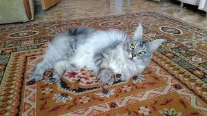 С новой игрушкой