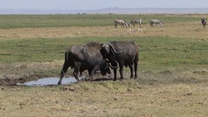 Буйволы бодаются @ Амбосели, Кения
