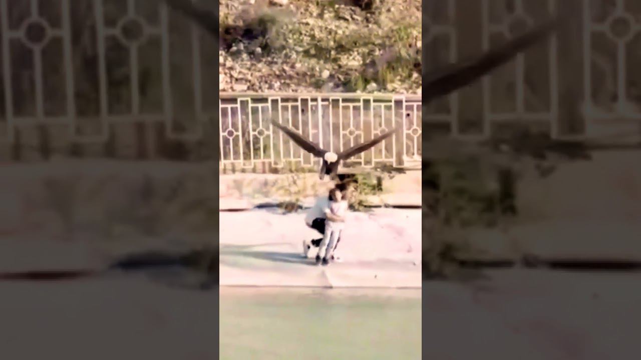 Белоголовый орлан, чуть не забрал ребенка. #pigeon #голуби #kabootar смотреть онлайн