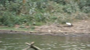 Бакланы @ Найваша, Кения