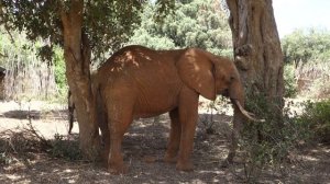 Слоны ходят по лагерю @ Цаво, Кения