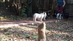 Наступила пора обучения ходьбы на ринговке.