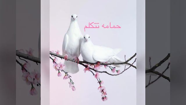 Судан -حمامه تتكلم