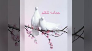 Судан -حمامه تتكلم