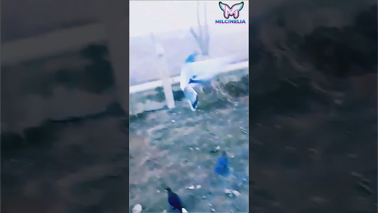 Вот почему голуби игровые получаются. смотреть онлайн