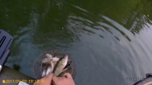 Сплав 2 сентября по р. Бузулук. Голавль на кузнечика в проводку.