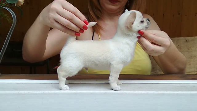 Снежкин гш 3 смотреть онлайн