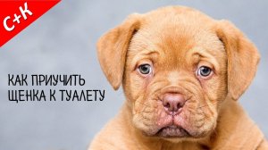 Как приучить щенка к туалету на улице.