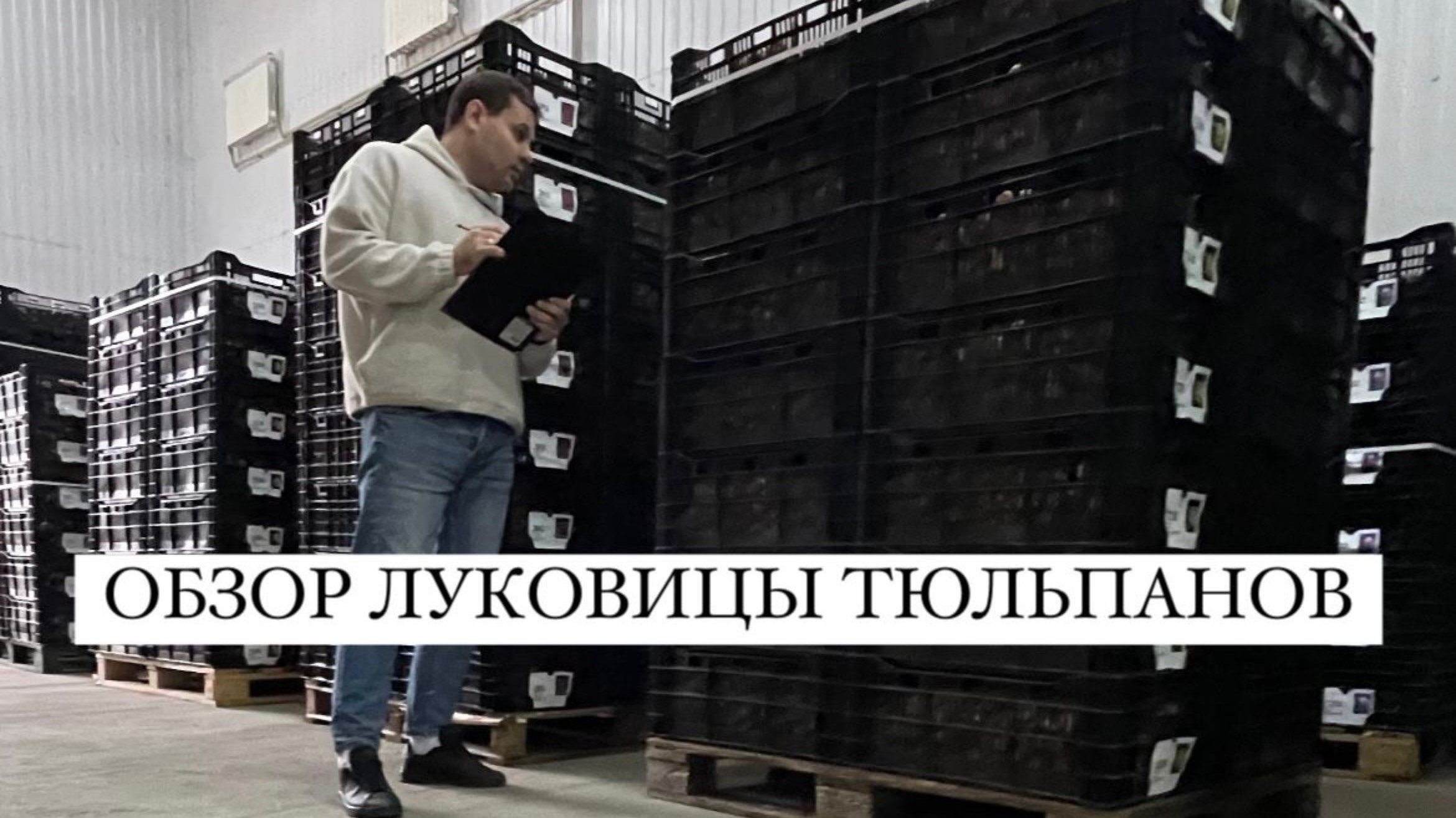 Луковица тюльпанов оптом. Выгона тюльпанов сезон 23/24