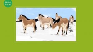 Көшпелі мал шаруашылығының қалыптасуы