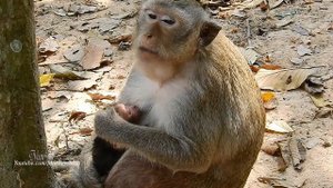 New Born Baby Just Last Night, In Charles Group, Daily Monkeys Man#1283