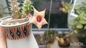 цветение хой в сентябре