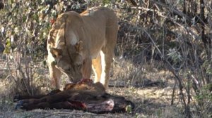Львы едят детеныша буйвола @ Масаи Мара, Кения