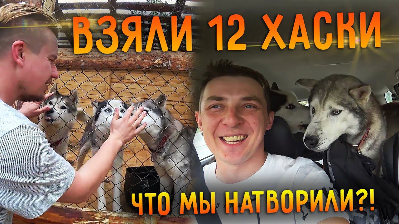 DOGVLOG: Целая стая Хаски переехала в Кирилловскую Усадьбу. Готовим Хаски-тур / Деревня 2.0